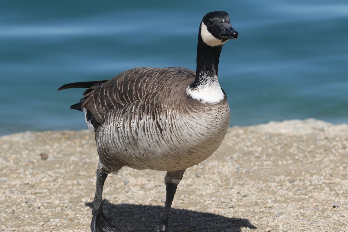 Cackling Goose (Aleutian) - ML612769619