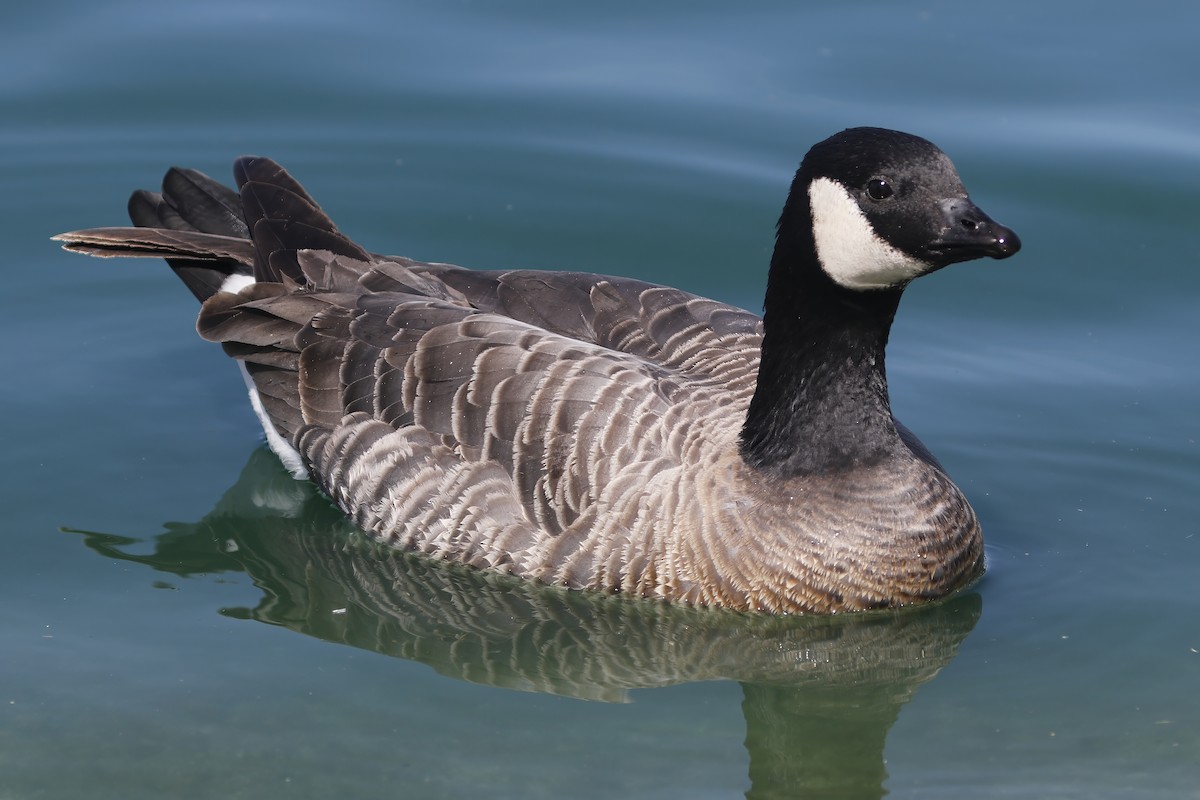 Cackling Goose (minima) - ML612769634