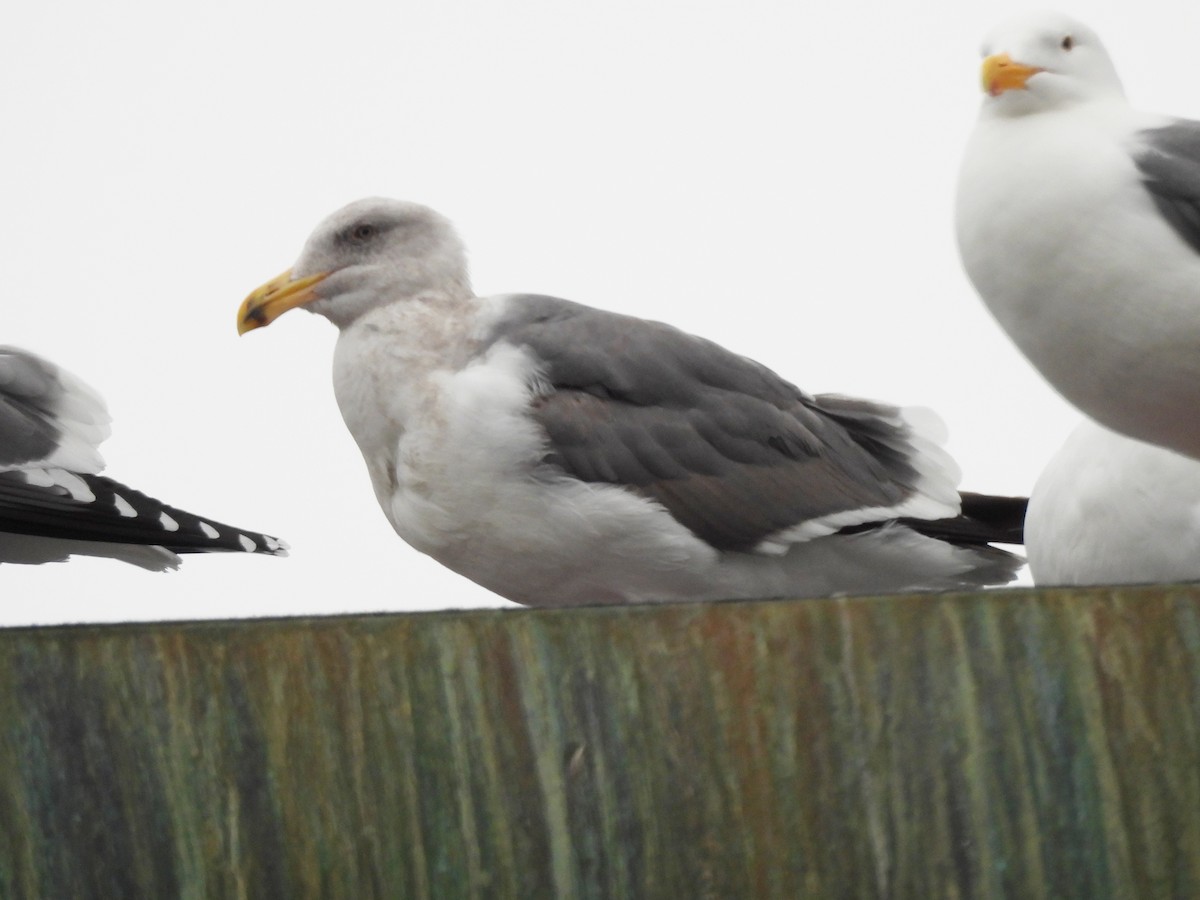 Western Gull - ML612769643