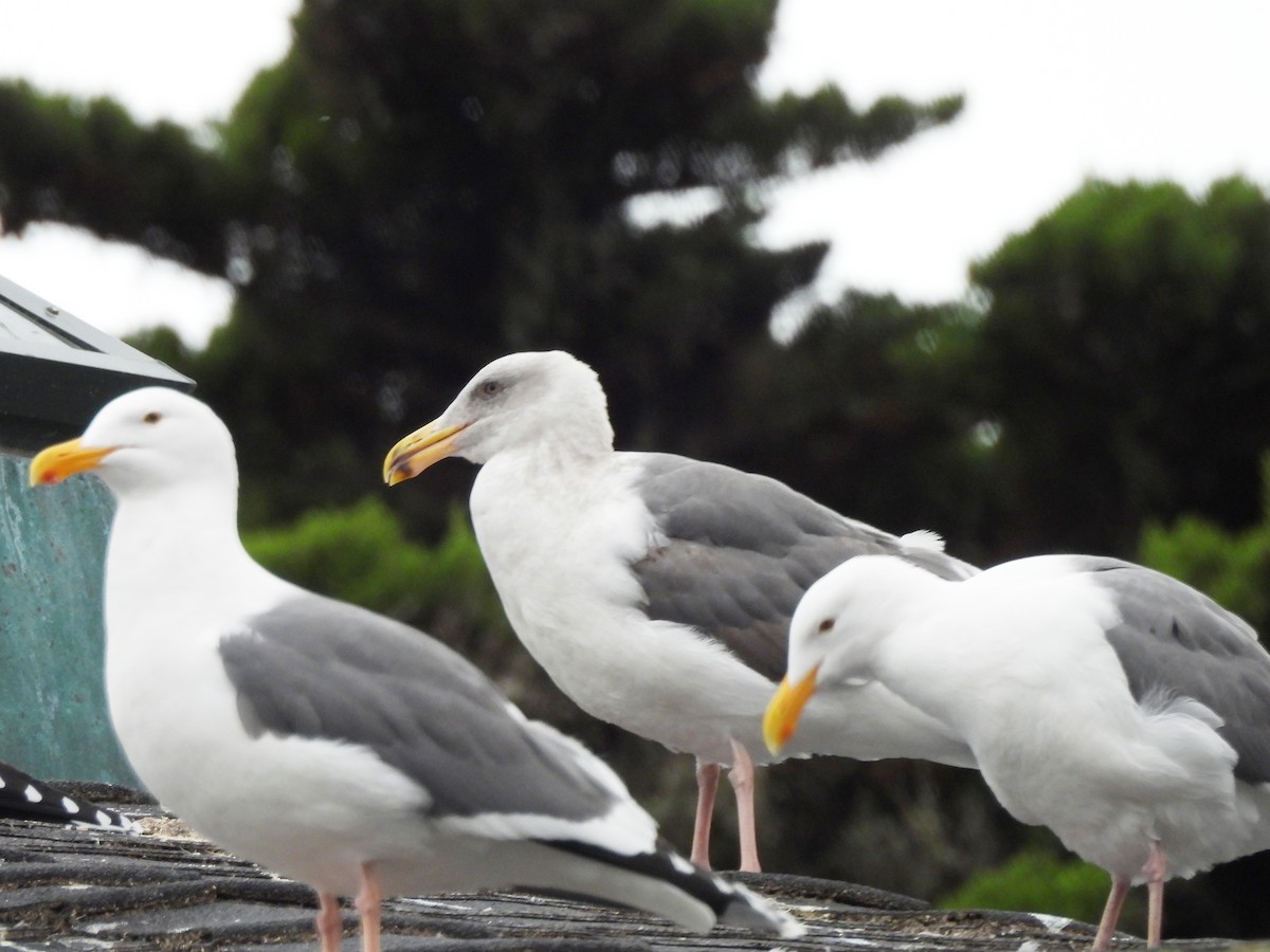 Western Gull - ML612769644