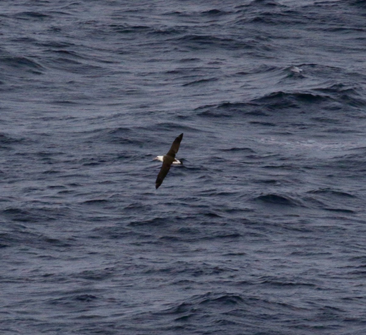 Laysan Albatrosu - ML612769734