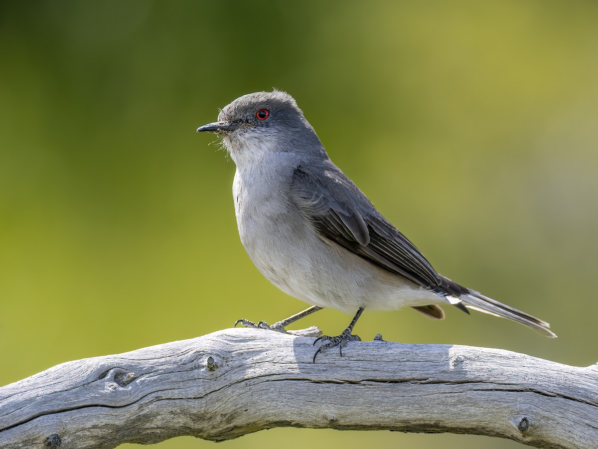 Fire-eyed Diucon - Andres Vasquez Noboa