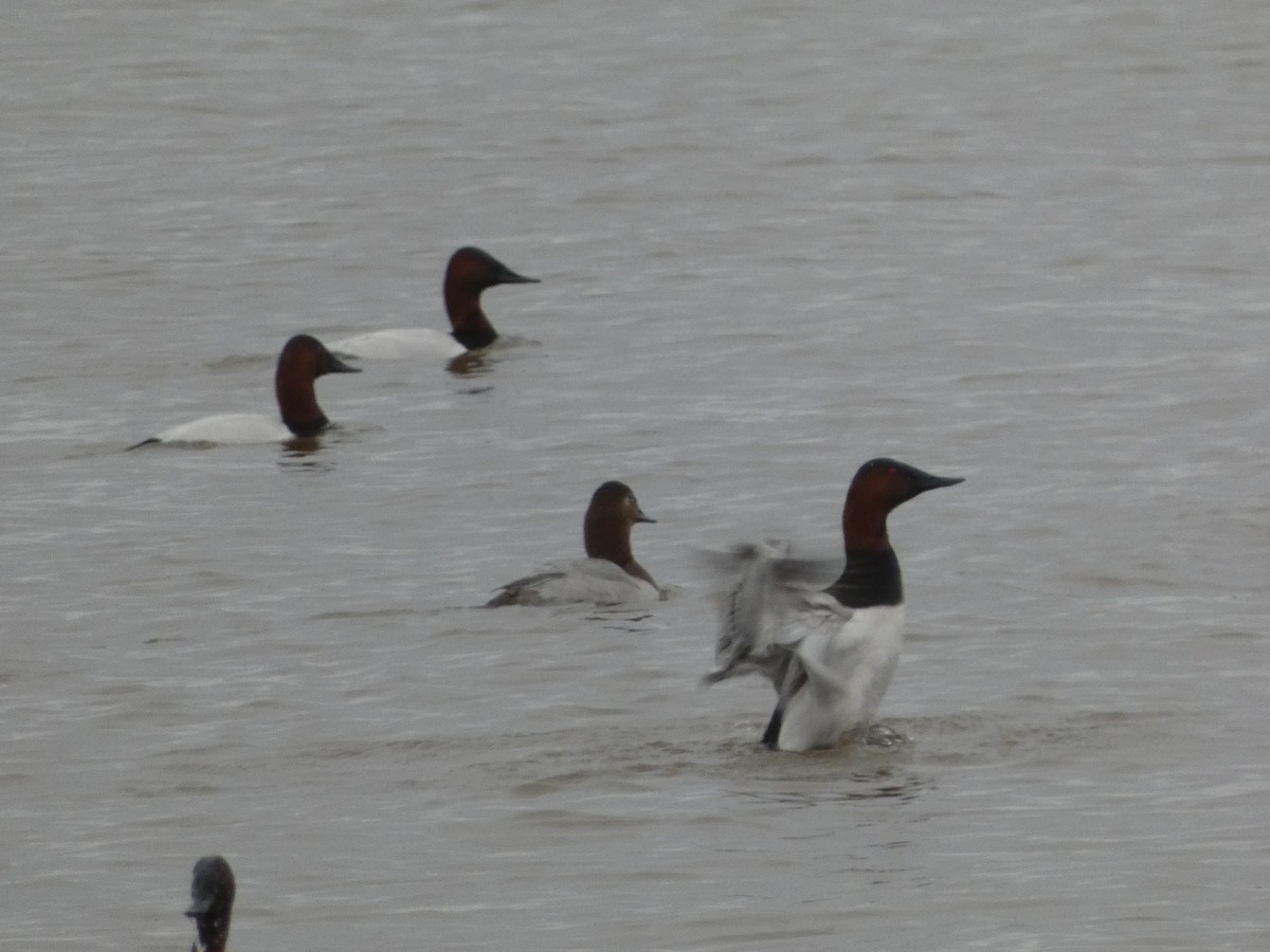 Canvasback - ML612769745