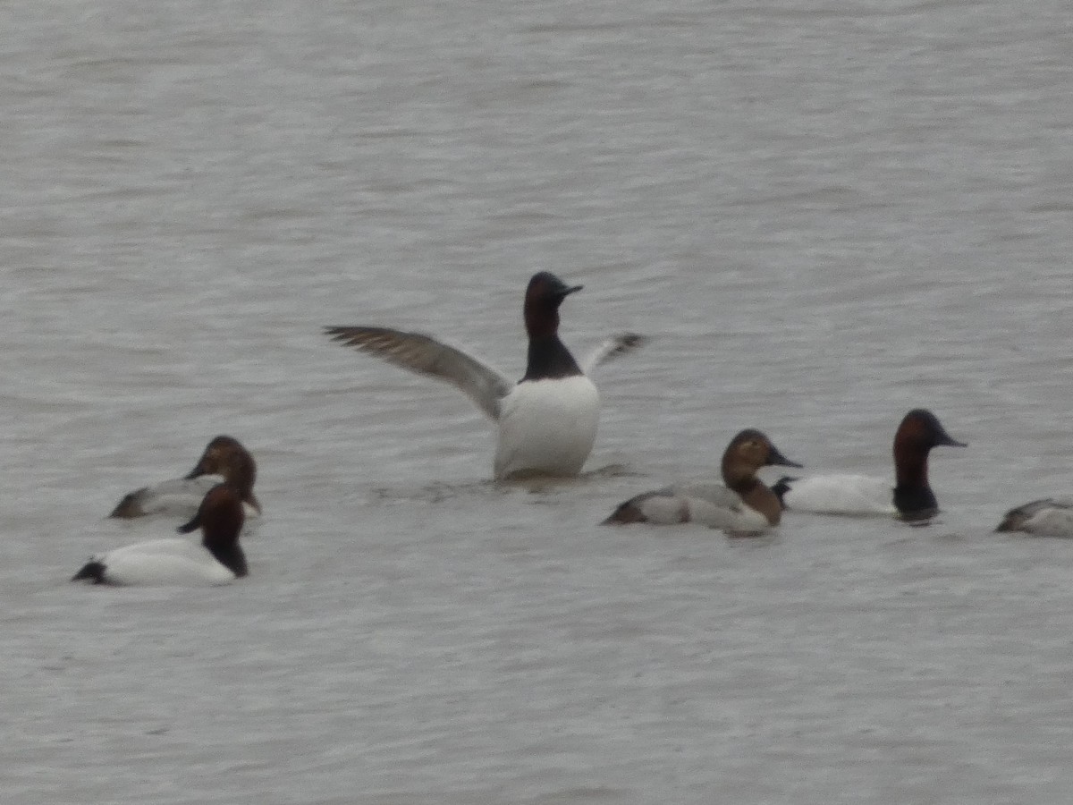 Canvasback - ML612769752