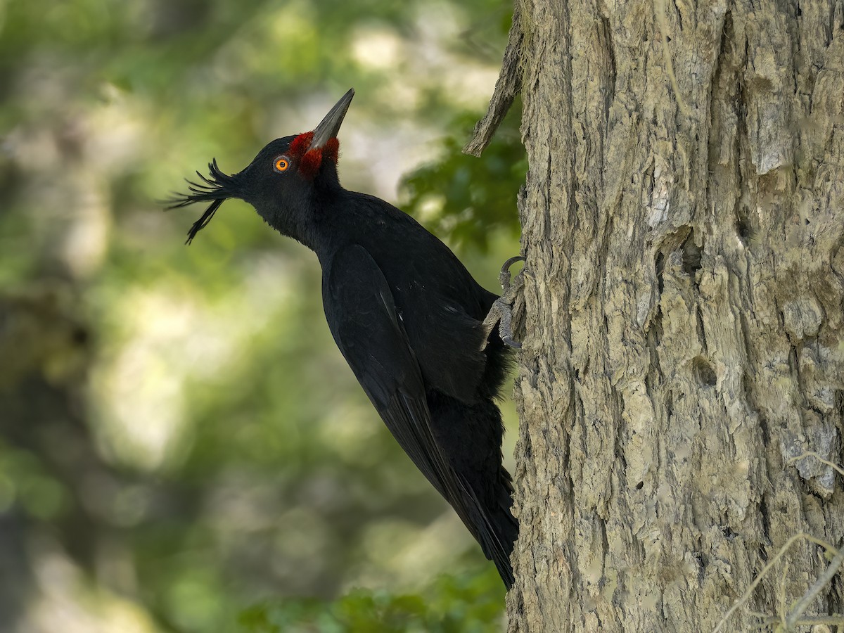 Magellanic Woodpecker - Andres Vasquez Noboa