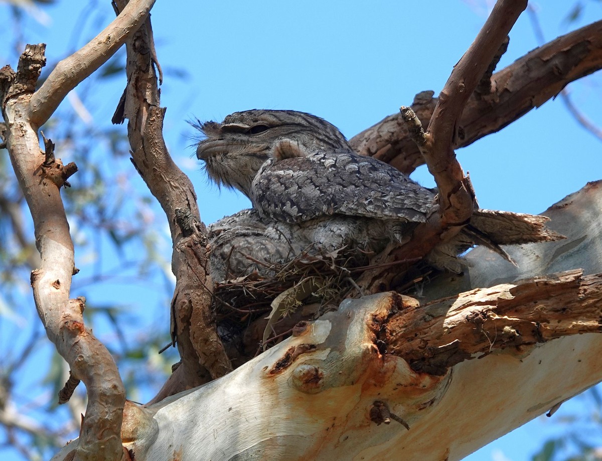 Tawny Frogmouth - Kim Nelson