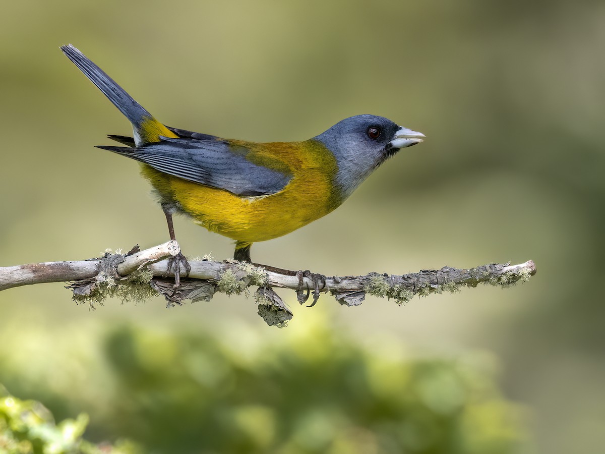 Patagonian Sierra Finch - Andres Vasquez Noboa