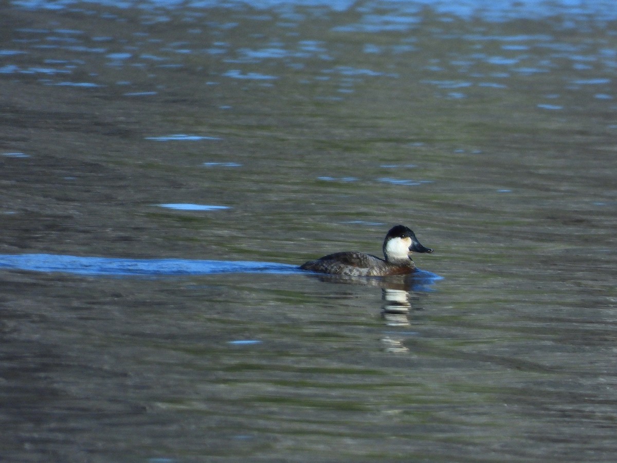 Ruddy Duck - ML612769909