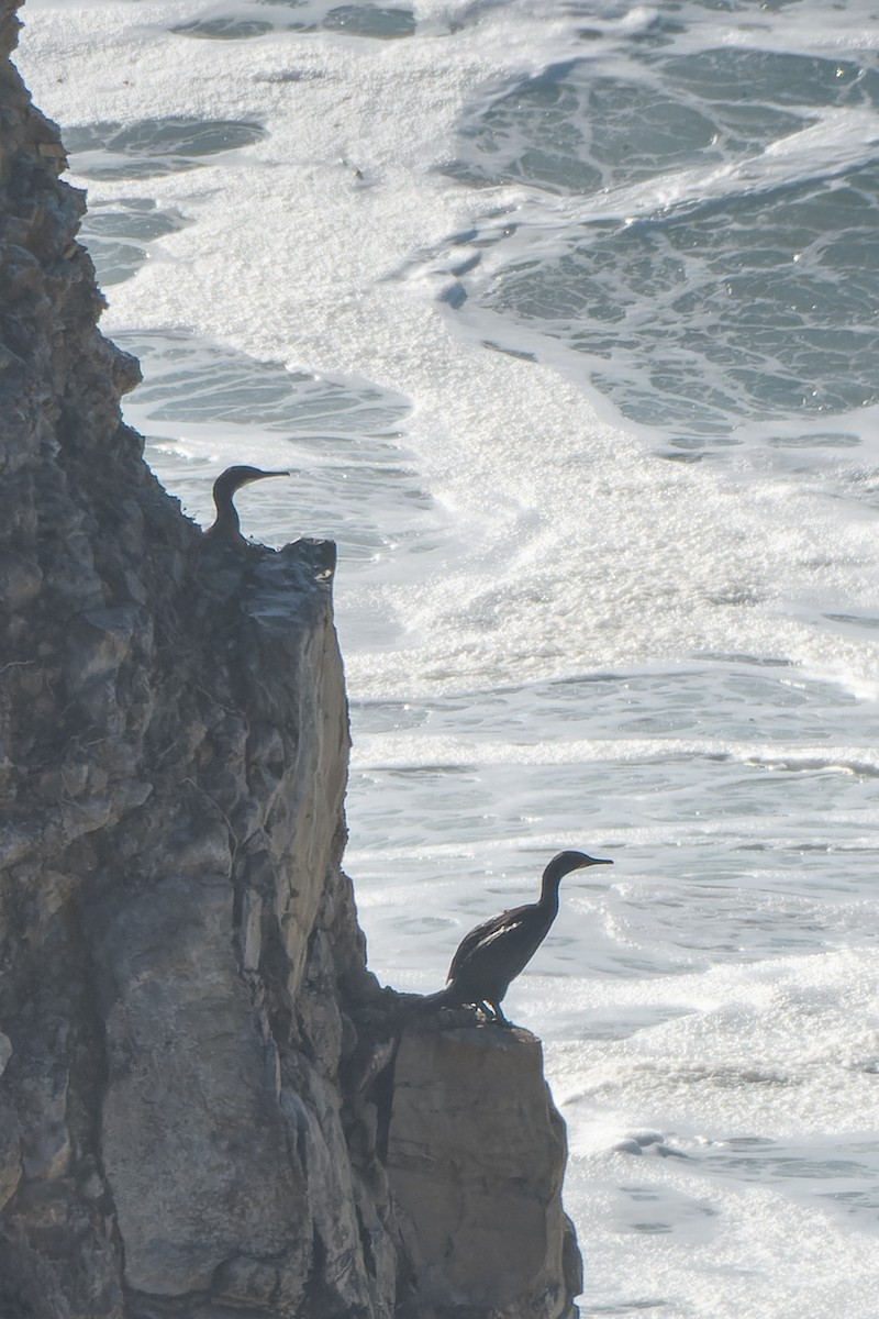 Brandt's Cormorant - ML612769968