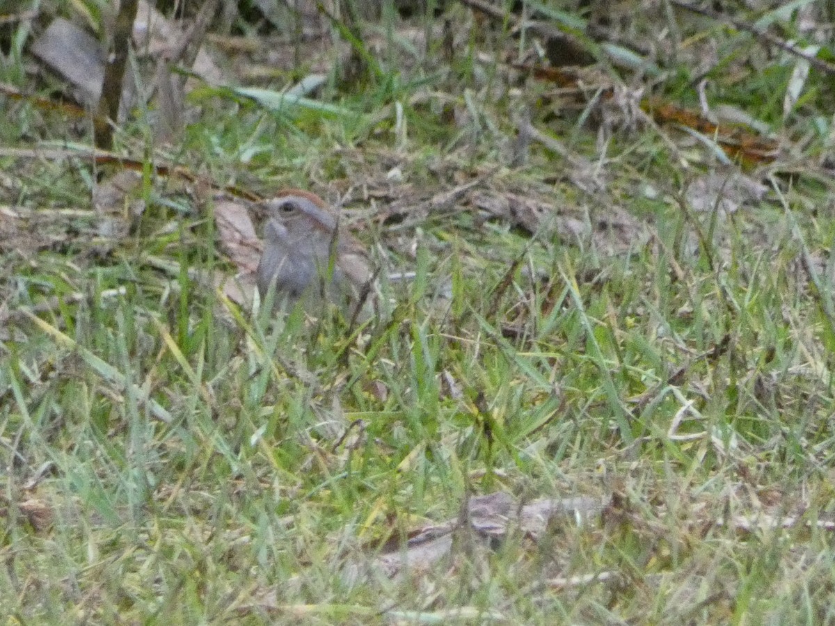 American Tree Sparrow - ML612769982