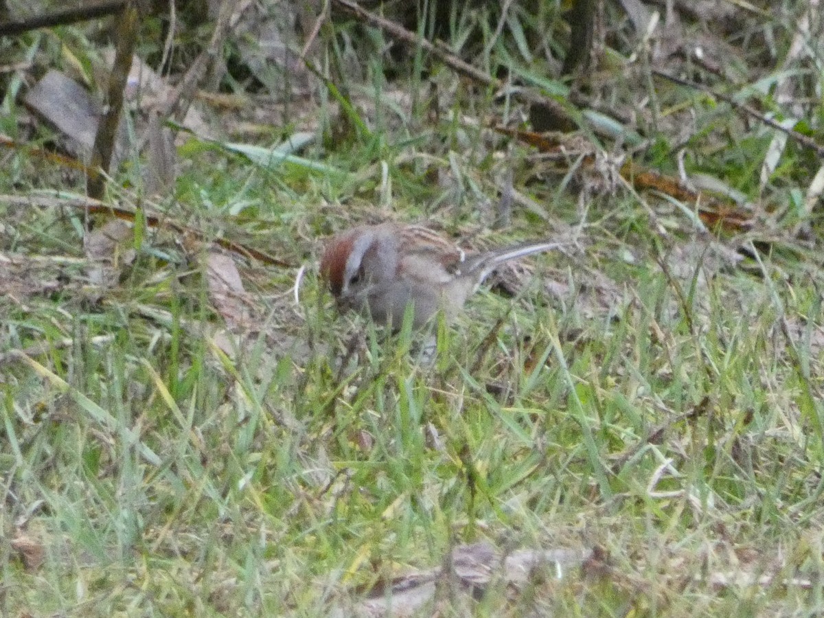 American Tree Sparrow - ML612769983