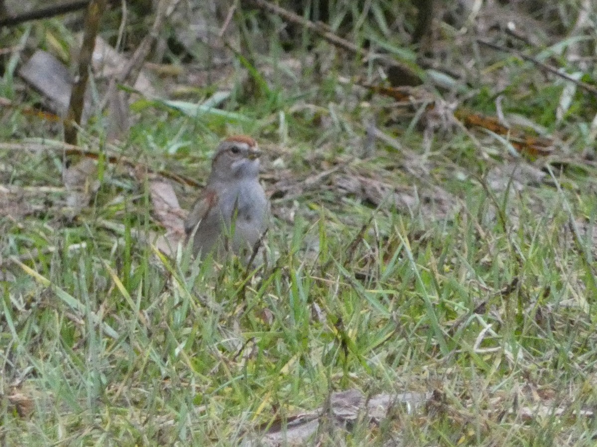 American Tree Sparrow - ML612769985