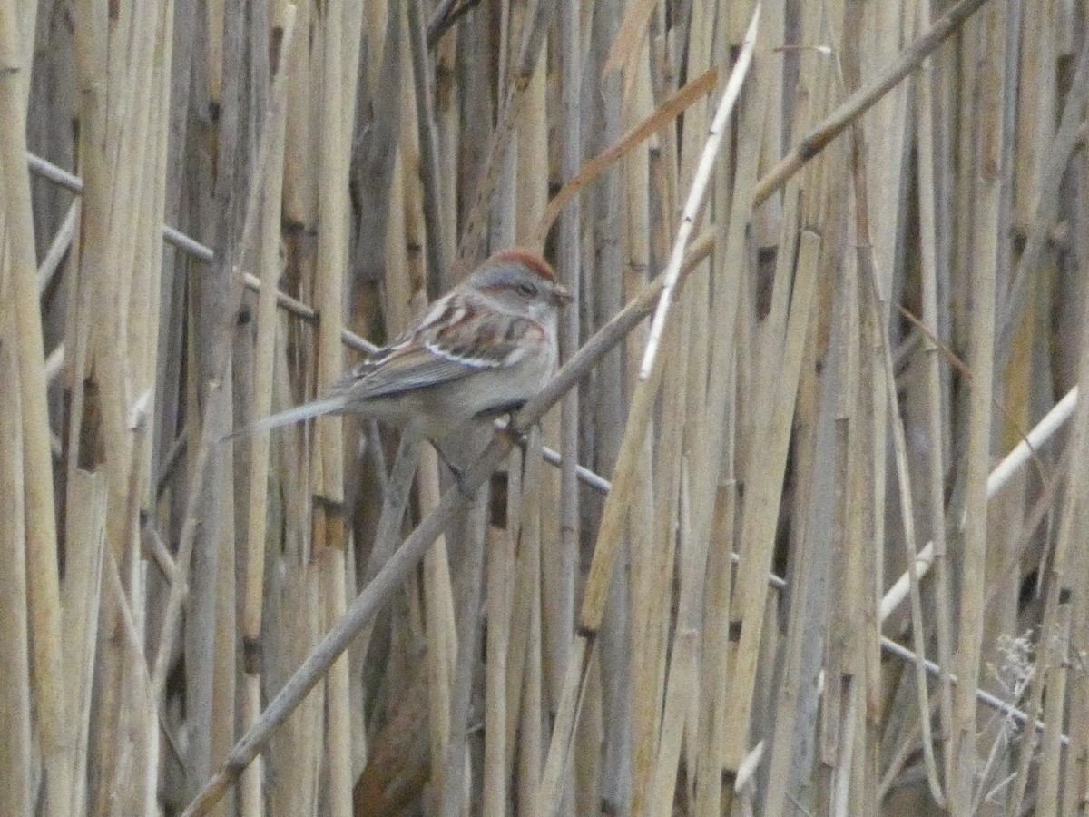 American Tree Sparrow - ML612769987