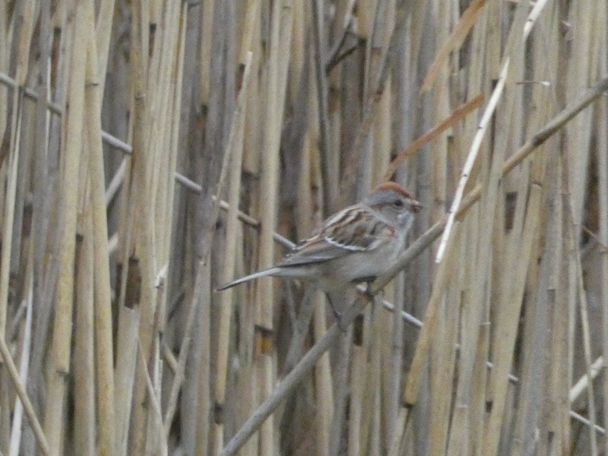 American Tree Sparrow - ML612769989