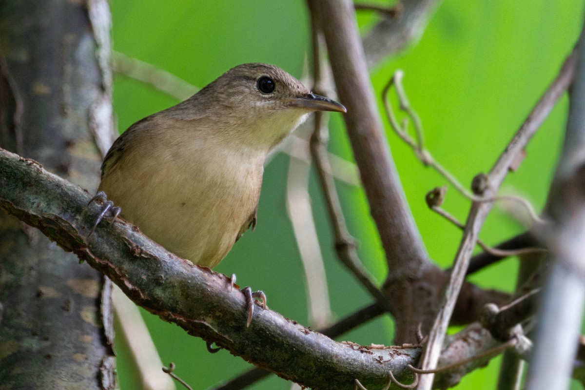 House Wren - ML612769992