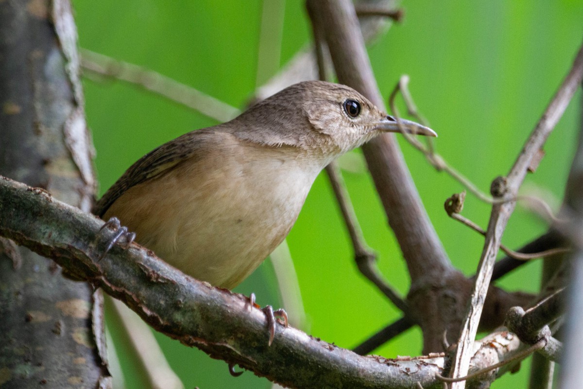 House Wren - ML612769993