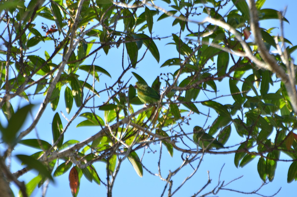 Yellow-chevroned Parakeet - Lia Kajiki