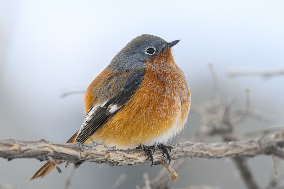 Ala Shan Redstart - ML612770121