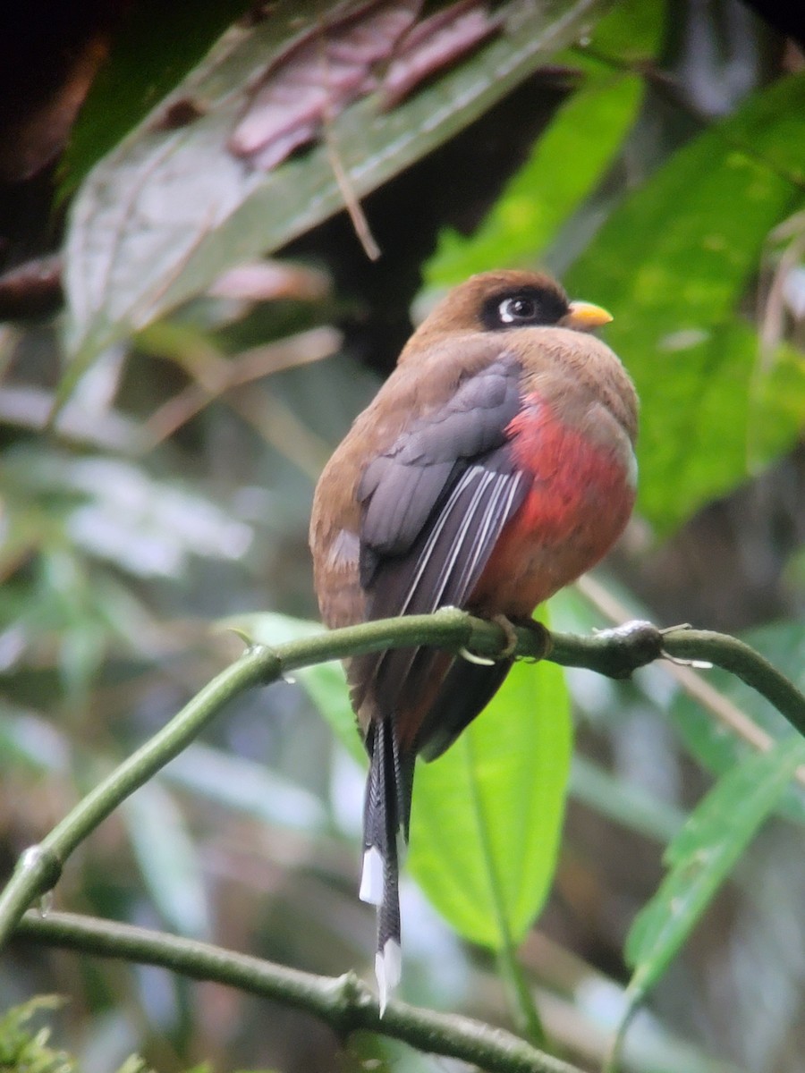 Masked Trogon - ML612770223