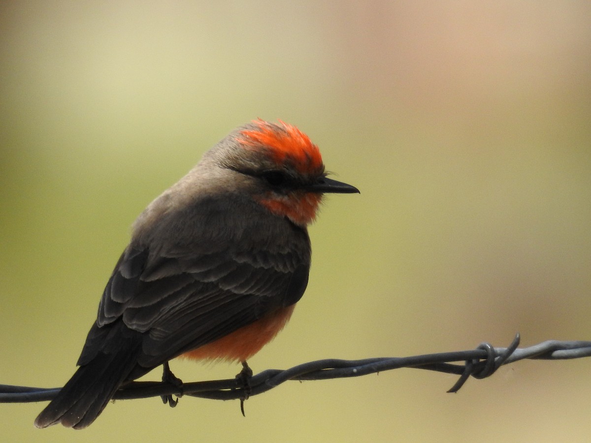 Vermilion Flycatcher - ML612770230