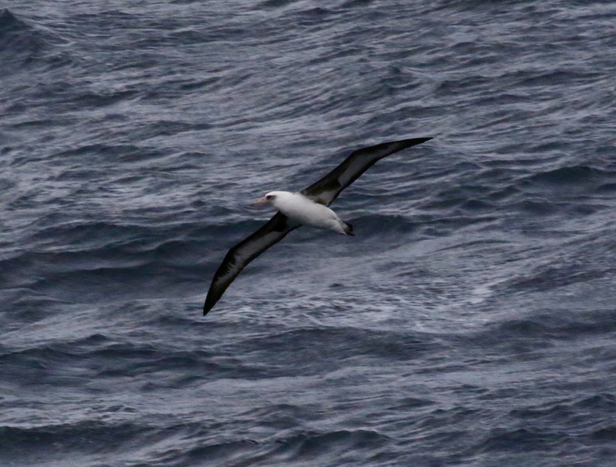 Laysan Albatross - Dan Waggoner