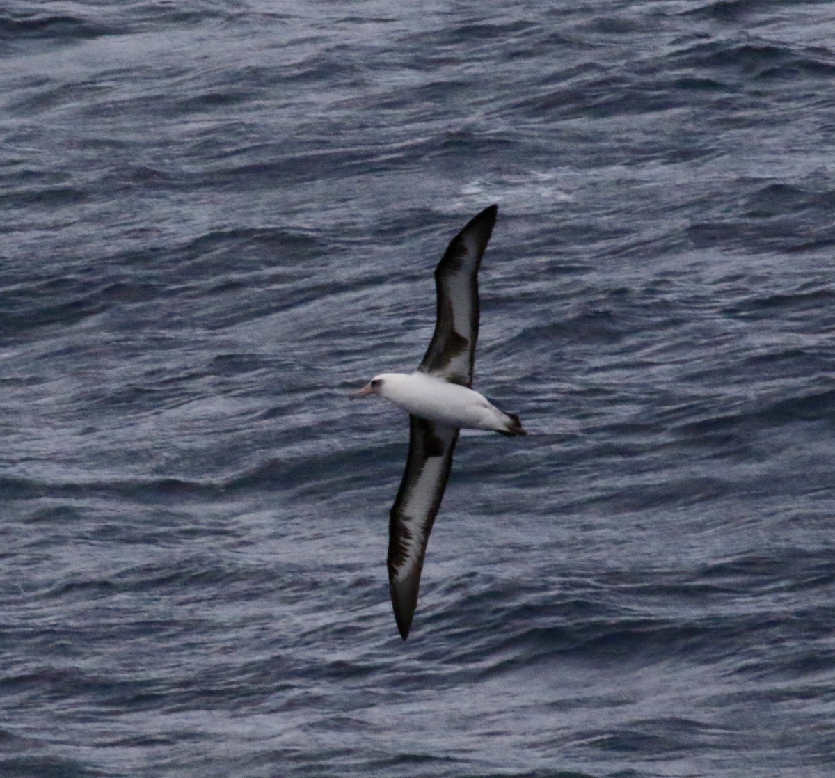 Laysan Albatross - Dan Waggoner