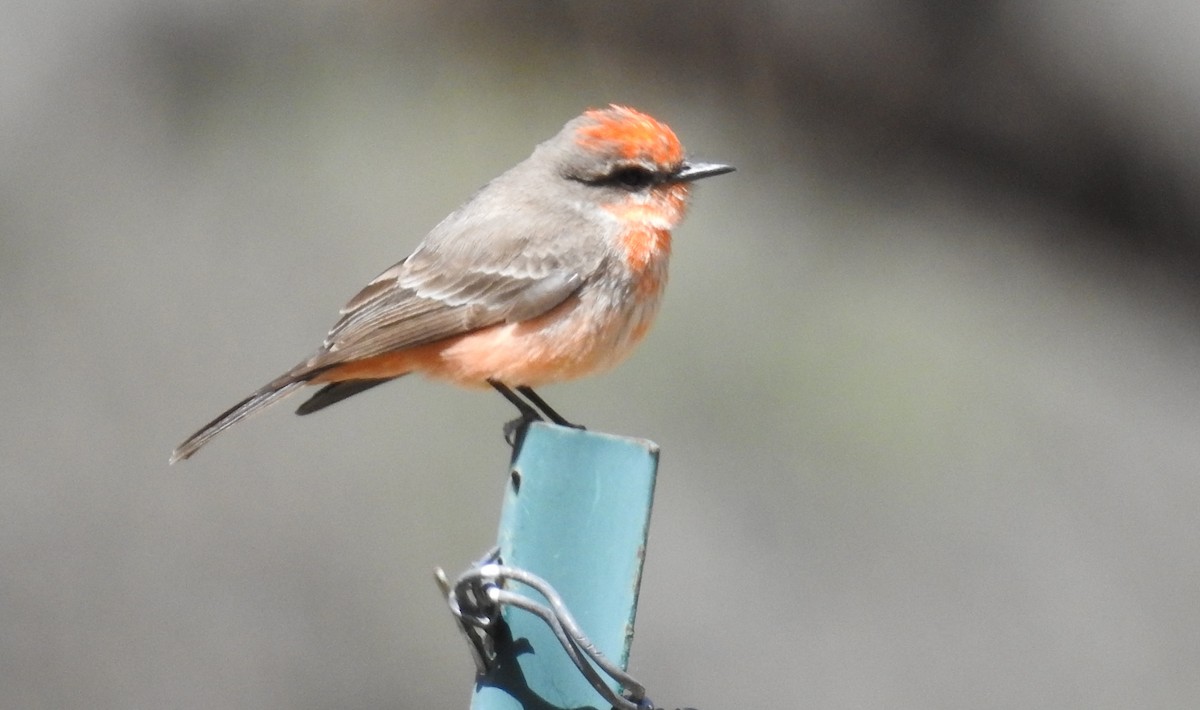 Vermilion Flycatcher - ML612770275