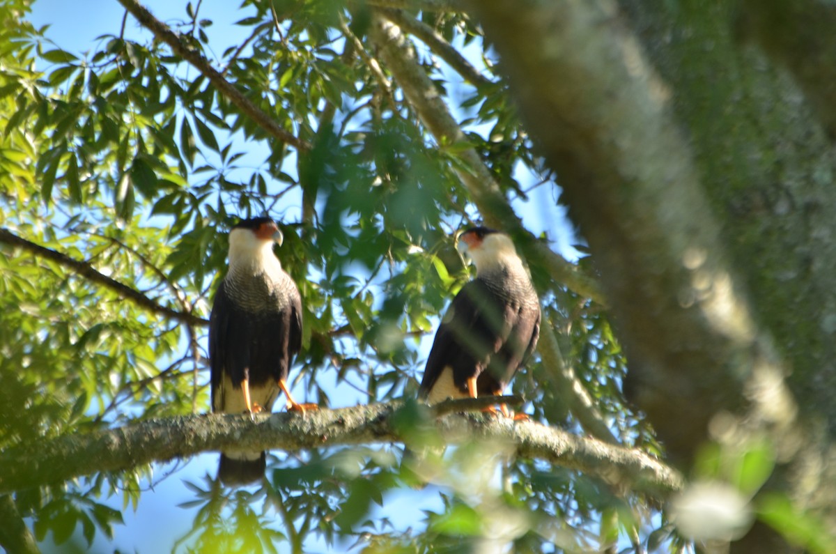 Crested Caracara (Southern) - ML612770277