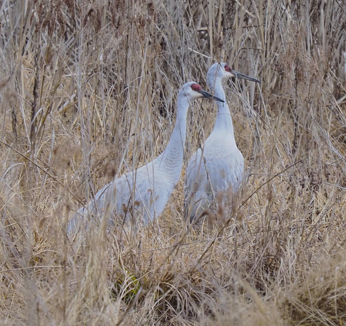 Sandhill Crane - ML612770285