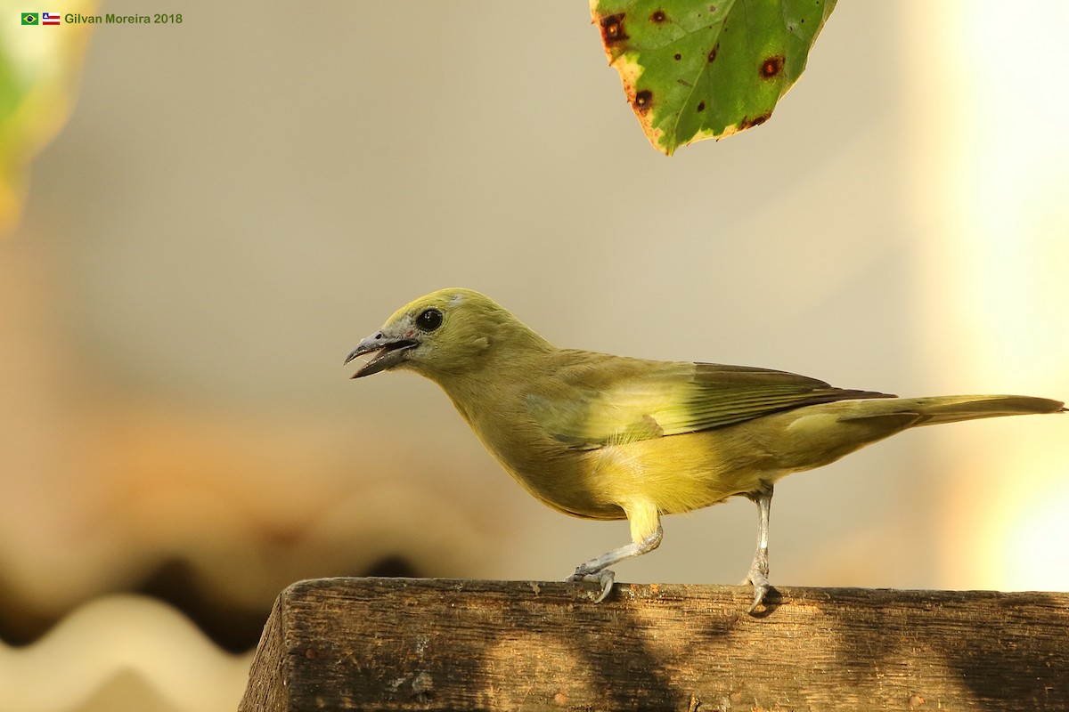Palm Tanager - ML612770291