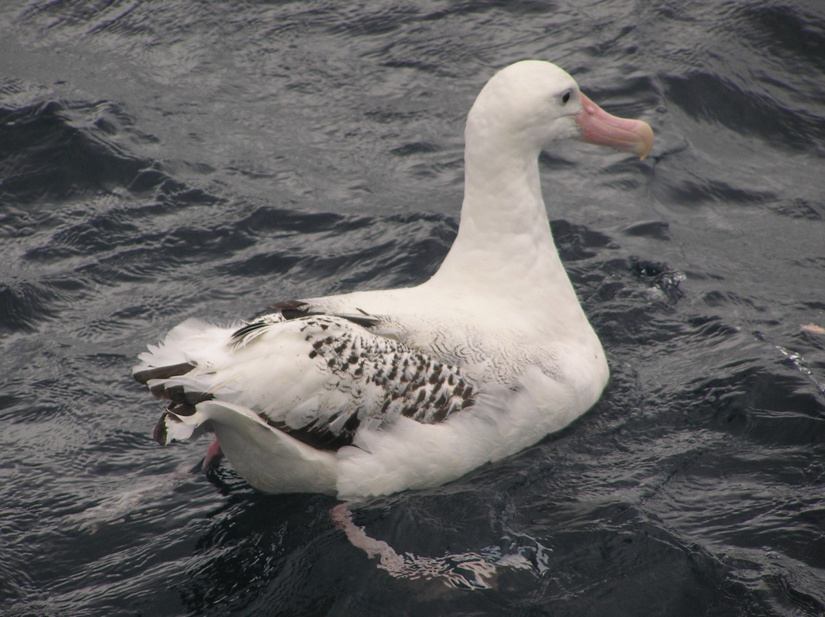 Albatros hurleur, A. de Tristan da Cunha ou A. des Antipodes - ML612770344