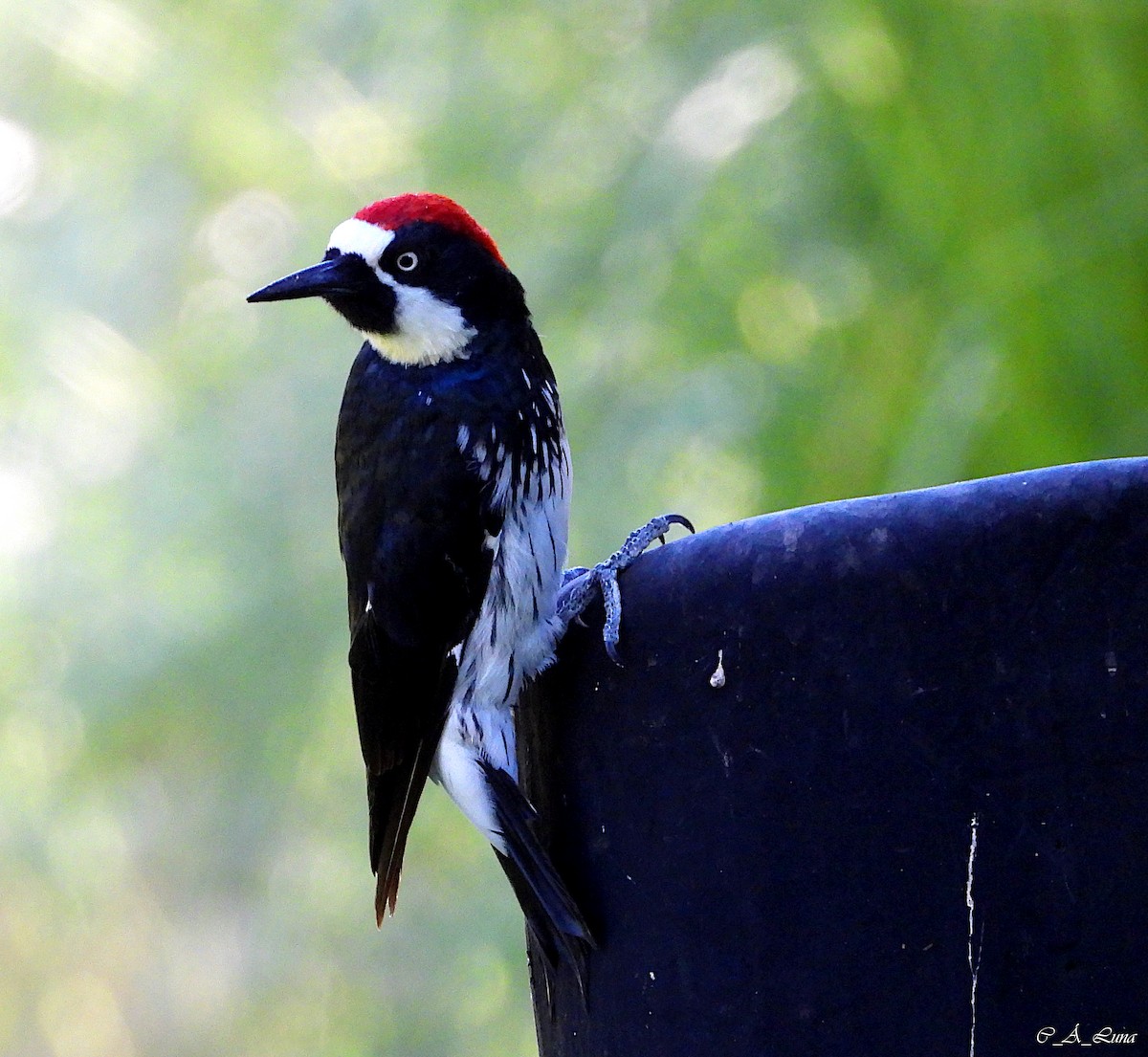 Acorn Woodpecker - ML612770369