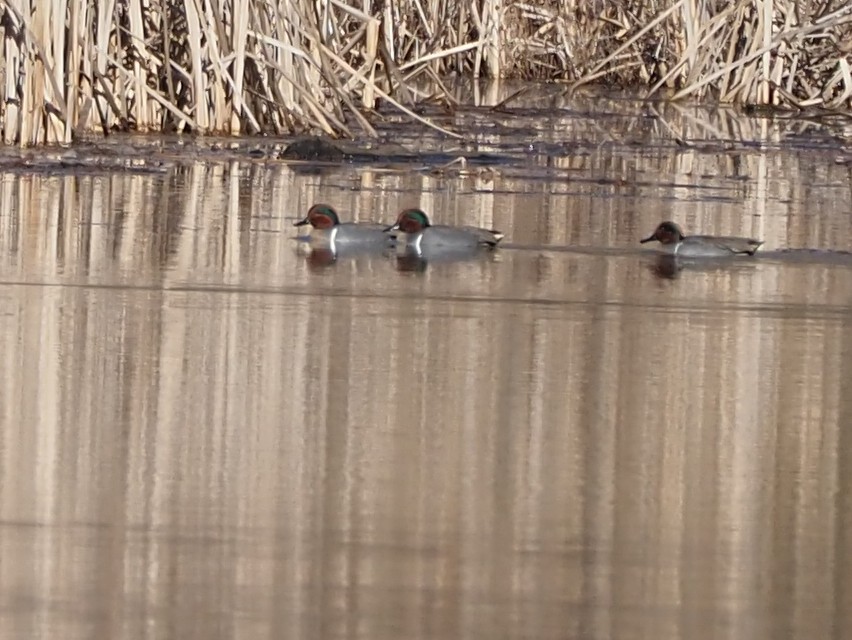 Green-winged Teal - ML612770382