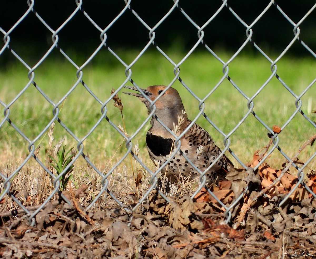 Northern Flicker - ML612770383