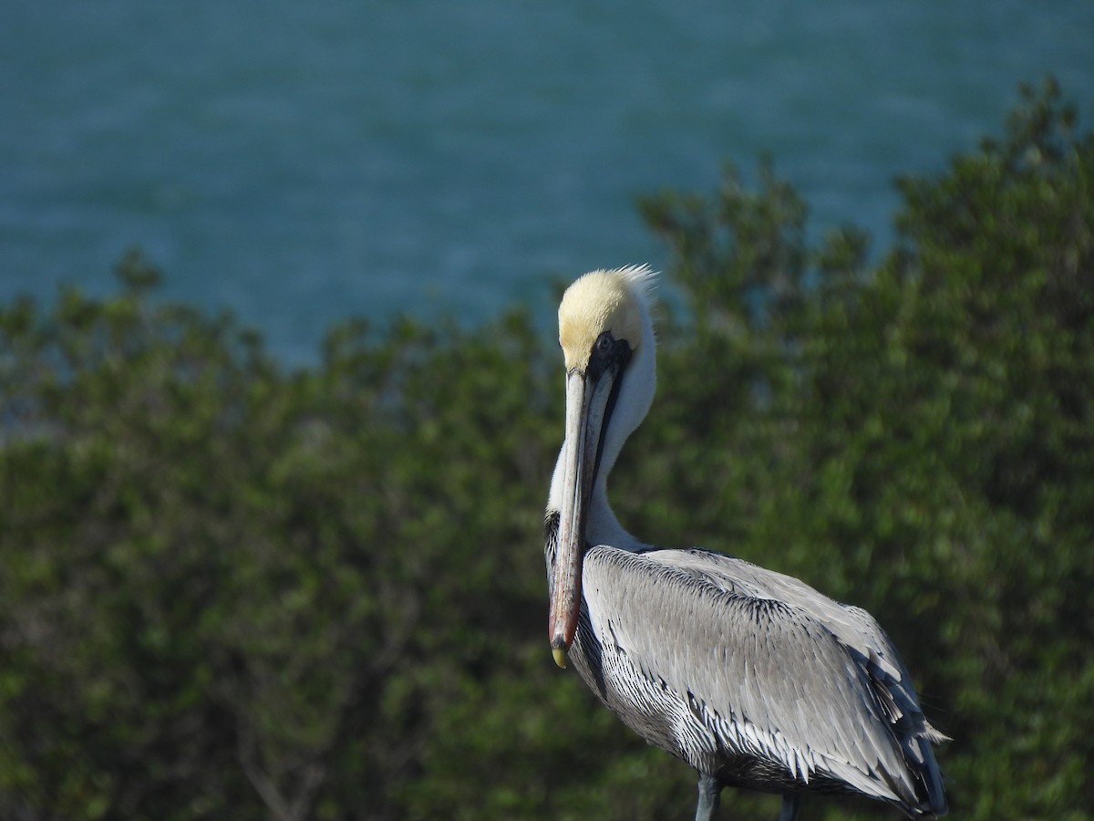 Brown Pelican - ML612770385