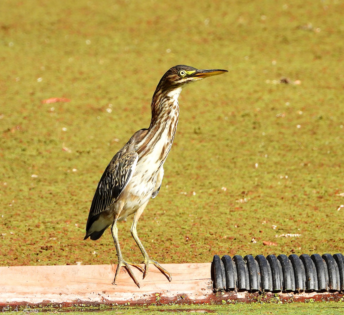 Green Heron - ML612770414