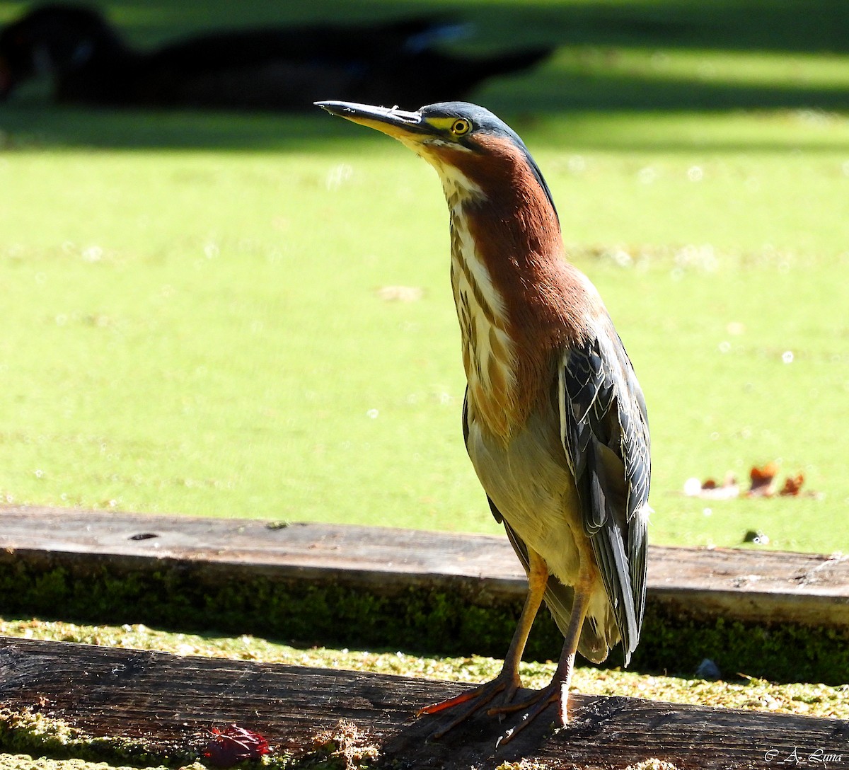 Green Heron - ML612770415