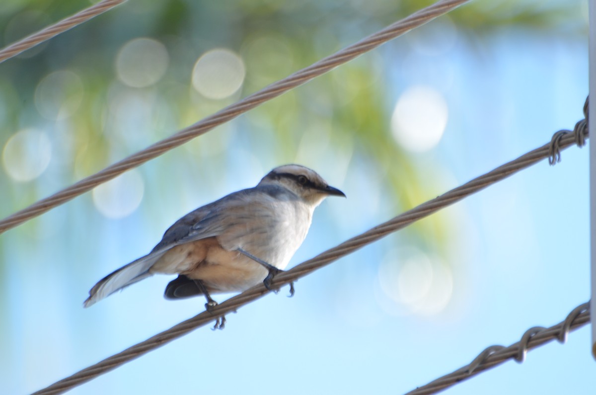 Chalk-browed Mockingbird - ML612770425