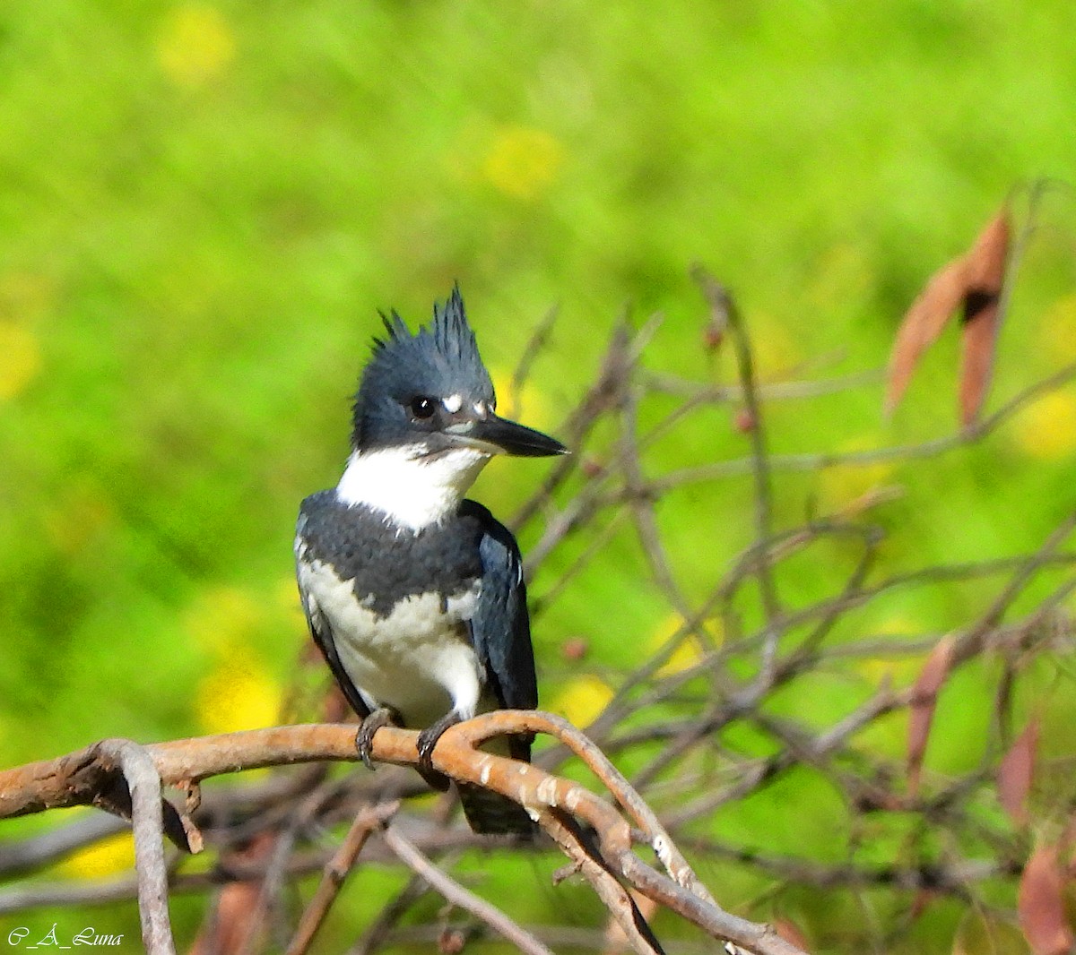 Belted Kingfisher - ML612770427