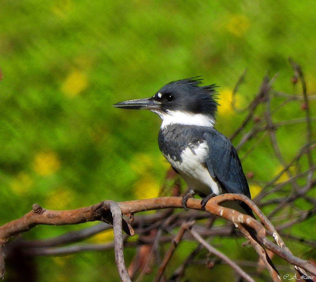 Belted Kingfisher - ML612770428
