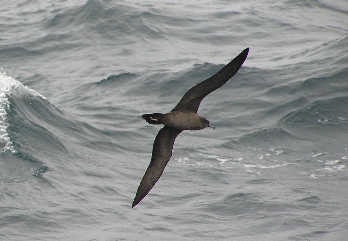 Wedge-tailed Shearwater - Thomas Plath