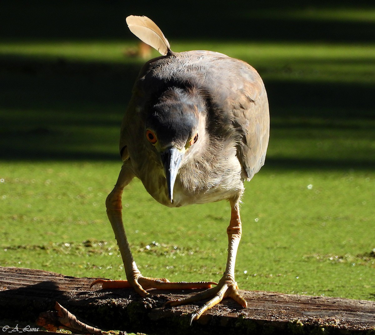 Black-crowned Night Heron - ML612770451