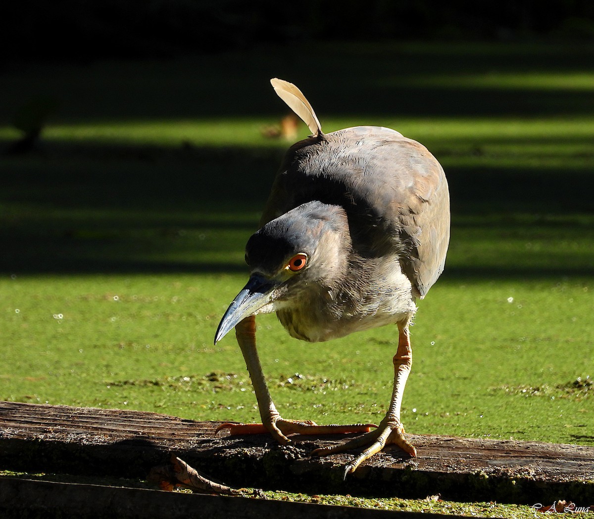 Black-crowned Night Heron - ML612770453