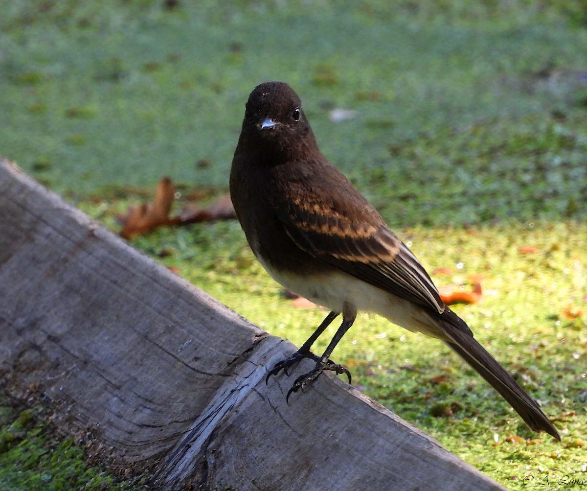 Black Phoebe - ML612770464