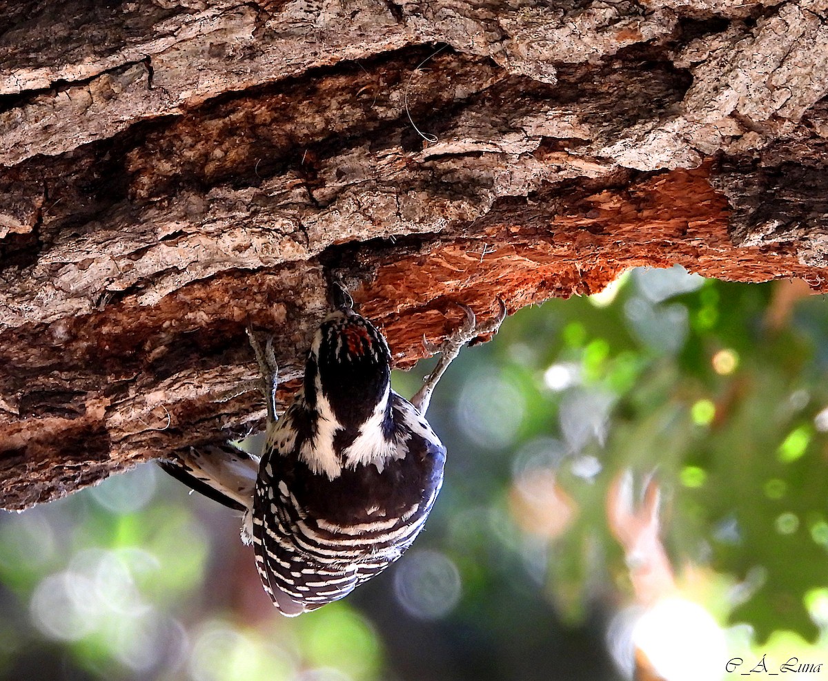 Nuttall's Woodpecker - ML612770476