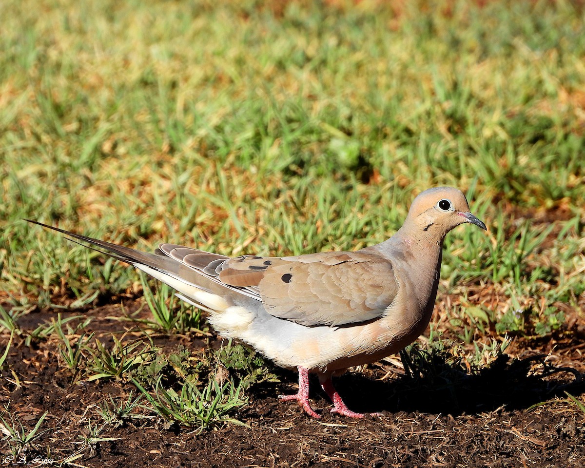 Mourning Dove - ML612770492