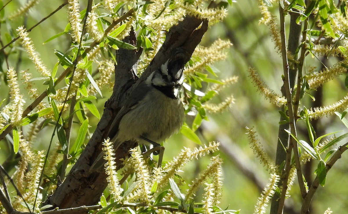 Bridled Titmouse - ML612770502