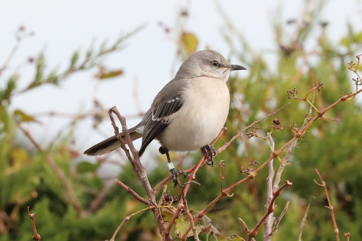 Northern Mockingbird - Dianna Lieter