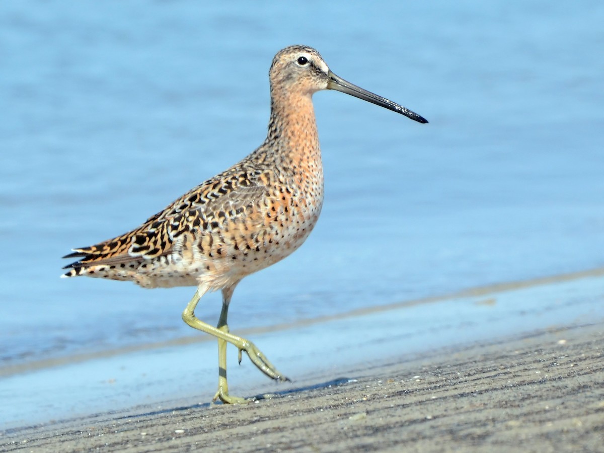 Short-billed Dowitcher - Joel McNeal