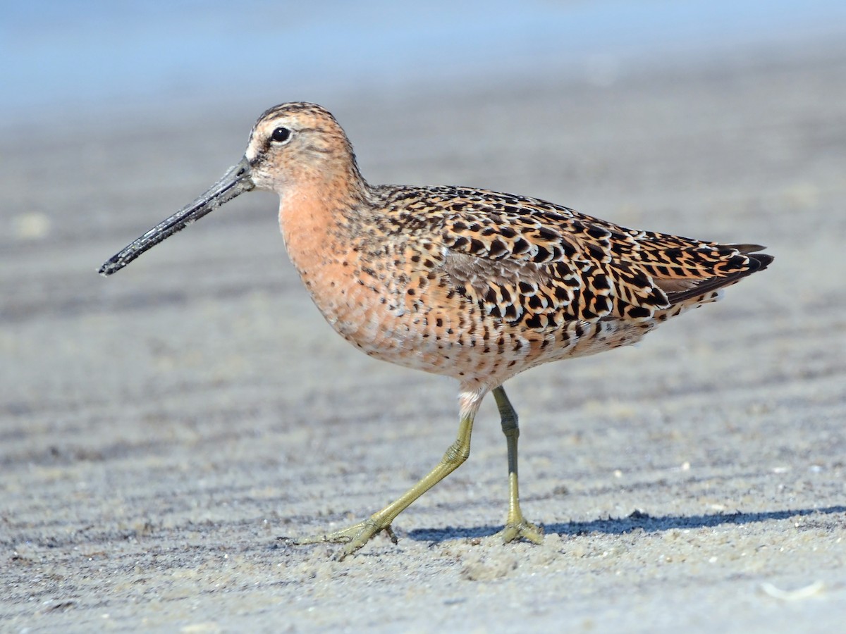 Short-billed Dowitcher - ML612770603